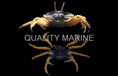 Blue Fiddler Crab :: 52510