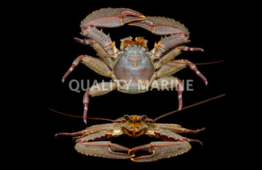 Porcelain Crab :: 52523