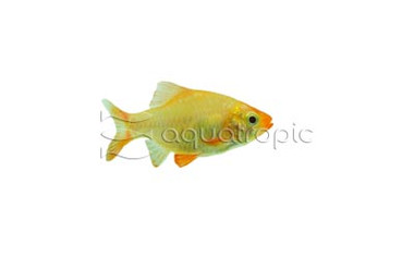 Tiger Platinum Diamond Barb :: 98879