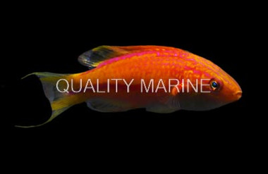 Squire's Fairy Wrasse, Male :: 52670