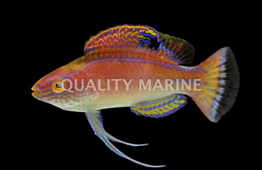 Latigo Fiary Wrasse, Super Male :: 17935