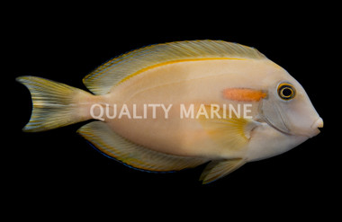 Orange Shoulder Tang, Sub Adult