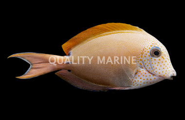 Lavender Tang