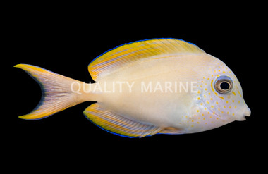 Lavender Tang