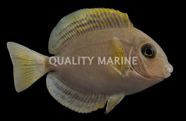 Yellowfin Tang