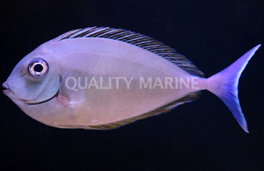 Sleek Unicorn Tang :: 31587