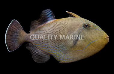 Black Triggerfish