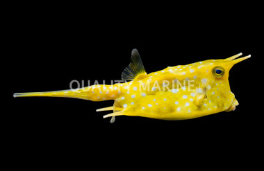 Longhorn Cowfish