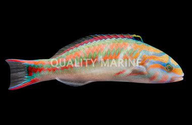 Fivestripe Wrasse