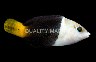 Blackeye Thicklip Wrasse
