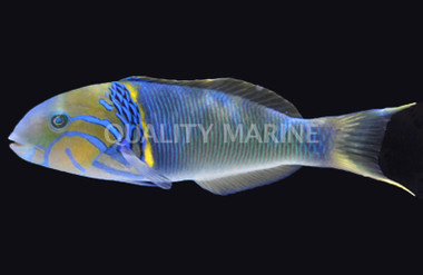 Goldbar Wrasse, Male :: 33517