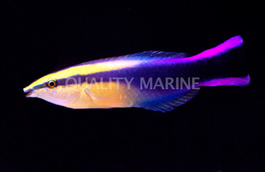 Royal Cleaner Wrasse :: 33522
