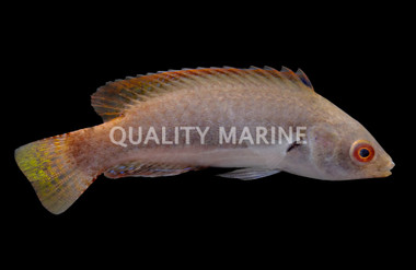 Fine Spotted Fairy Wrasse, Juvenile