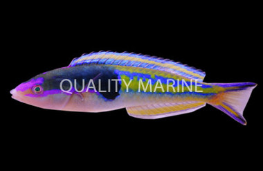 Decolores Wrasse, Female :: 33528