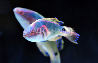 Exquisite Fairy Wrasse, Pair :: 33532