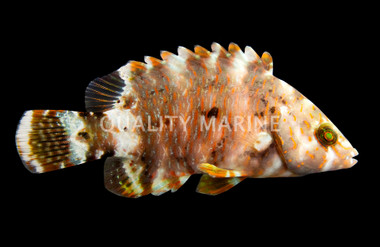 Snooty Wrasse