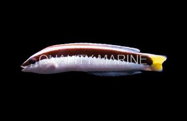 Comb Coris Wrasse :: 33561