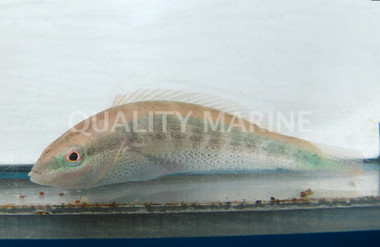 Yellow Back Wrasse :: 33573