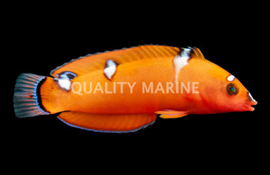 Red Coris Wrasse, Juvenile