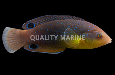 Yellowbreasted Twist Wrasse