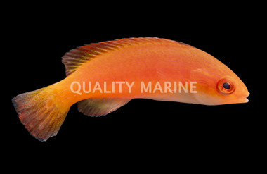 Hooded Flame Fairy Wrasse 