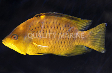 Slingjaw Wrasse :: 33614