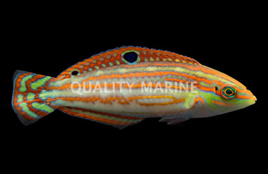 Red X-Mas Checker Board Wrasse :: 33616