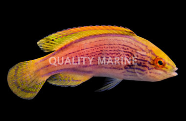 Lineatus Fairy Wrasse