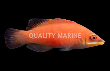 Striated Wrasse