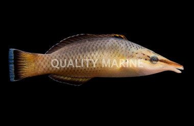 Black Bird Wrasse, Female :: 33647