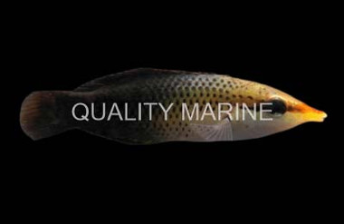 Black Bird Wrasse, Female :: 33647