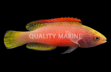 Pink Margin Fairy Wrasse