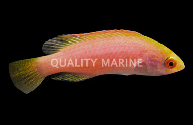 Pink Margin Fairy Wrasse