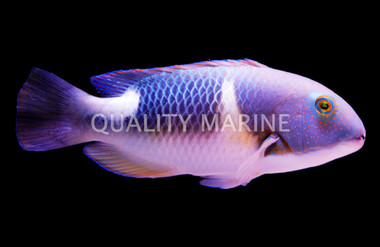 Orange Dotted Tuskfish