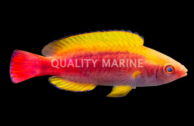 Lubbock's Fairy Wrasse