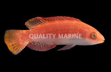 Red Fin Fairy Wrasse, Male