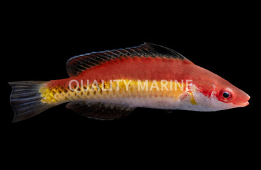 Naoko's Fairy Wrasse, Male