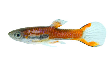 Endler's Chili Scarlet Guppy, Male  :: 33066