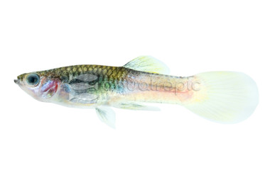 Bumblee Bee Pingu Guppy, Male :: 33073