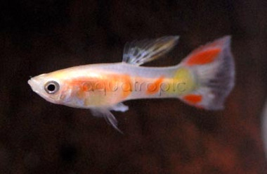 Blushing Red Guppy, Male :: 33074