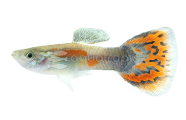 Mosaic Red Guppy, Male :: 33078