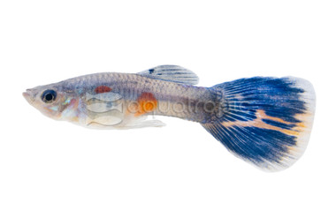 Mosaic Blue Guppy, Male :: 33079