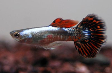 Mosaic Halfmoon Silver & Red Guppy, Male :: 33081