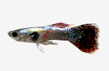 Mosaic Platinum Guppy, Male :: 33082