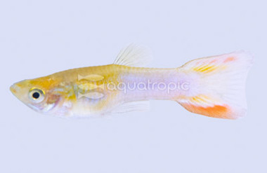 Yellow & Blue Double Sword Guppy, Male :: 33084
