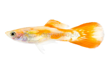 Pigeon Blood Guppy, Male  :: 33088