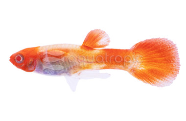Albino Koi Guppy, Male :: 33097