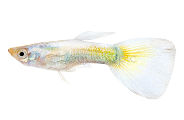 White Luminous Guppy, Male  :: 33100