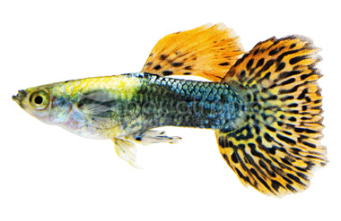 Dumbo Ear Cobra Guppy, Male :: 33102