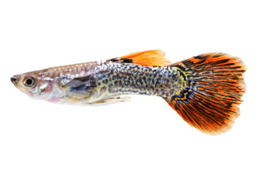 Tiger Dumbo Ear Guppy, Male  :: 33139